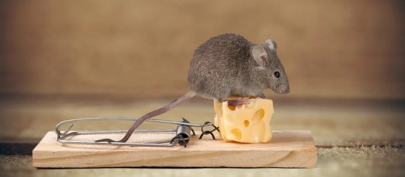 «Λουκέτο» σε εταιρεία ζύμης - Σωρεία υγειονομικών παραβάσεων: «Τίθεται κίνδυνος για τη δημόσια υγεία»